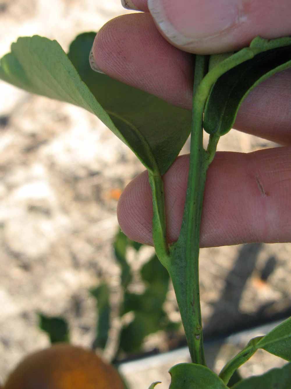              Petiole (Winter Haven, FL)       